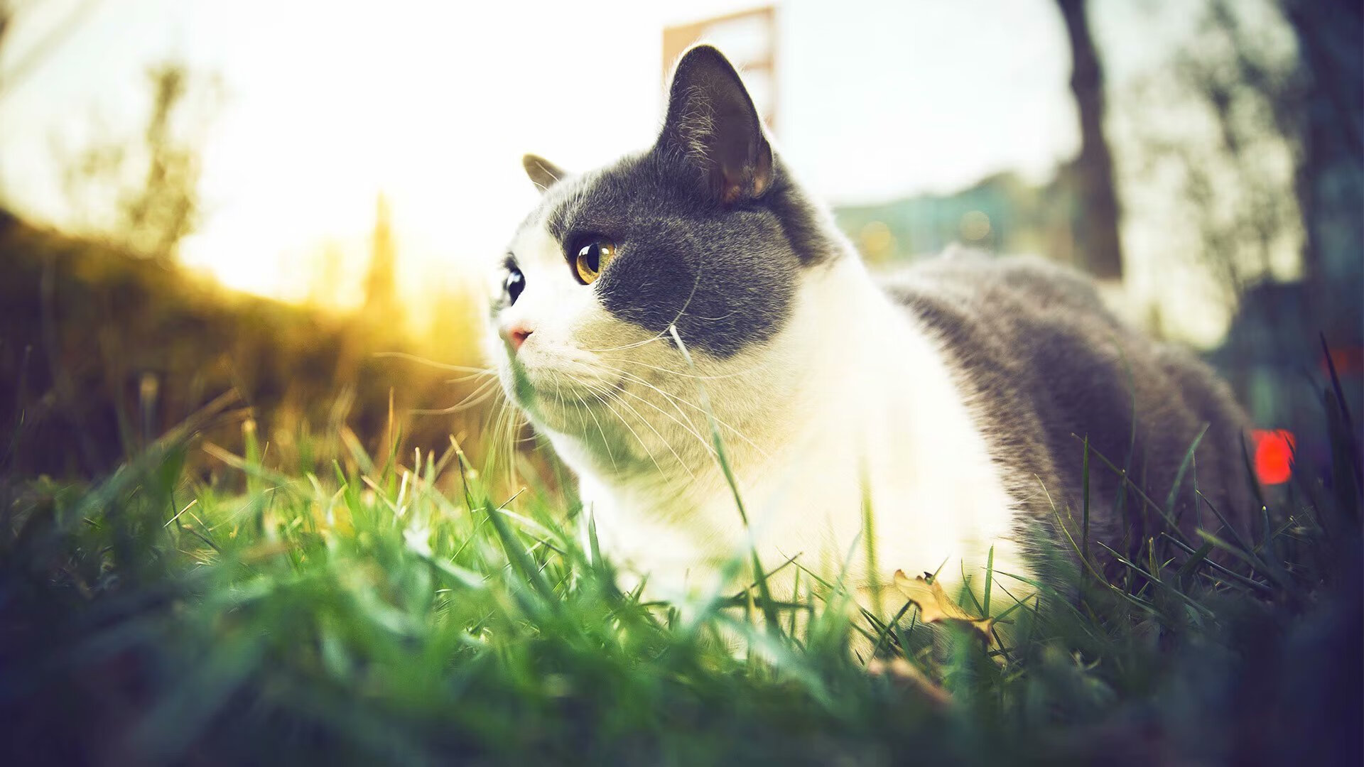 开云网页版-_森林狼球员状态爆棚，继续追梦季后赛_，森林狼球员名单