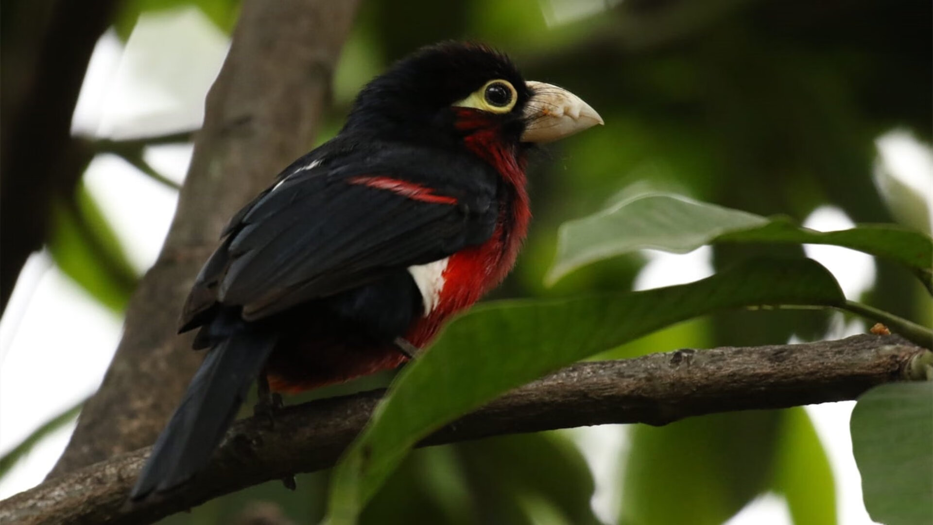 开云·体育官网-_未来大师挑战：青少年天才少年崭露头角_，未来ai大师国际夏令营