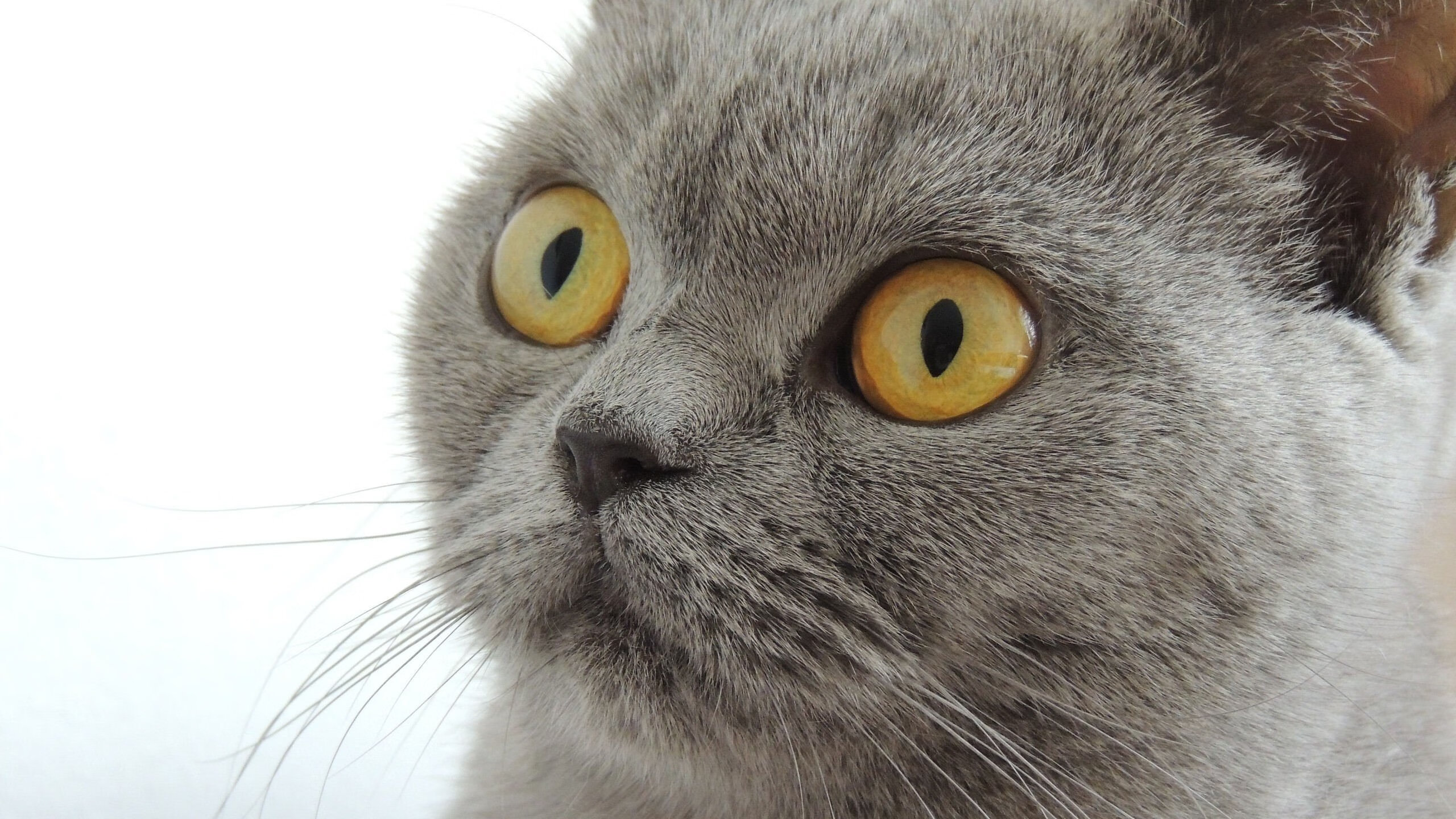 开云官网登录-_湖人队奋勇拼搏，誓夺季后赛席位_，本赛季湖人队