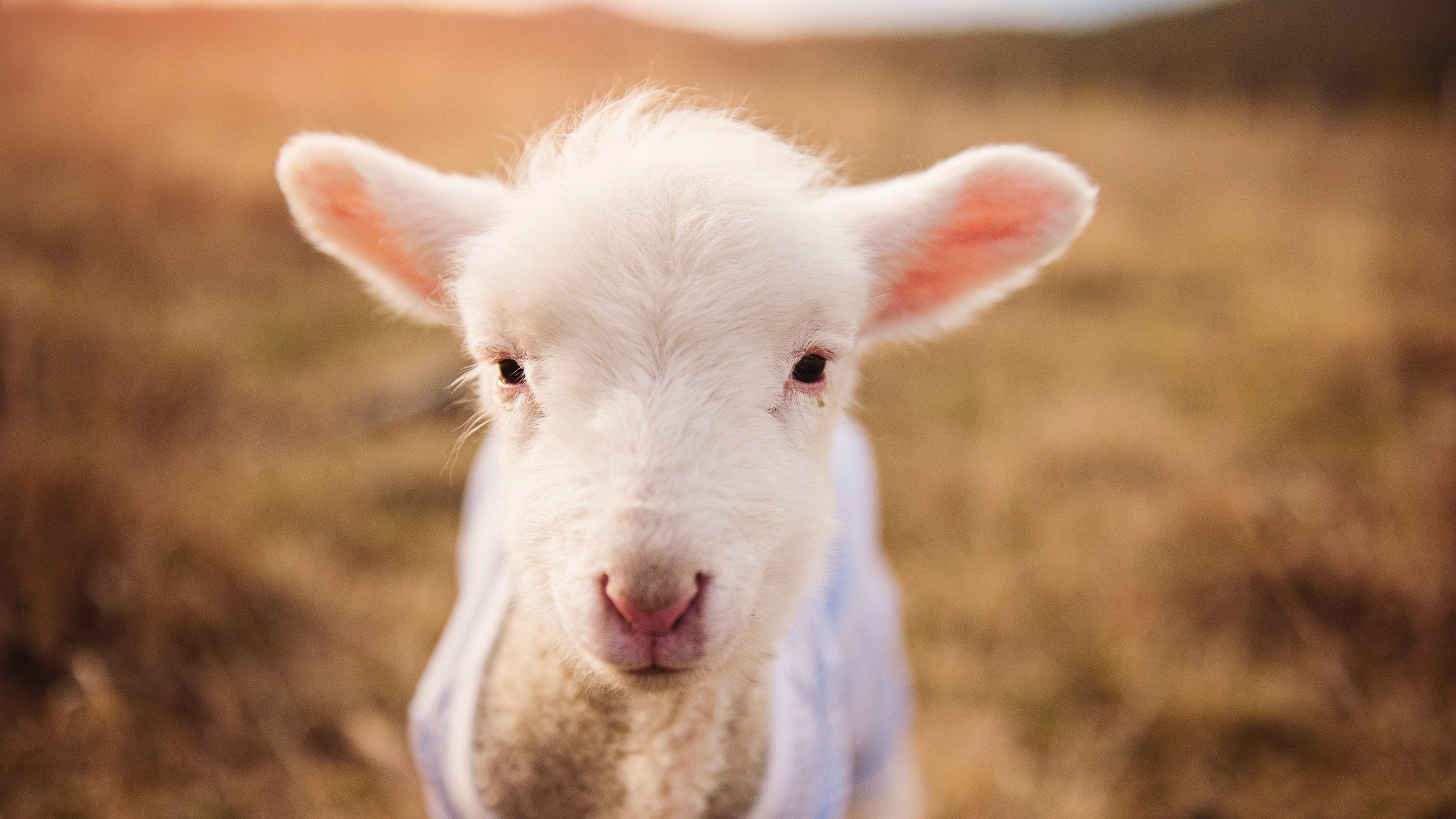 开云·体育官网-伊朗马术协会推出马匹健康管理系统,提升马匹福利。,伊朗 马赛克