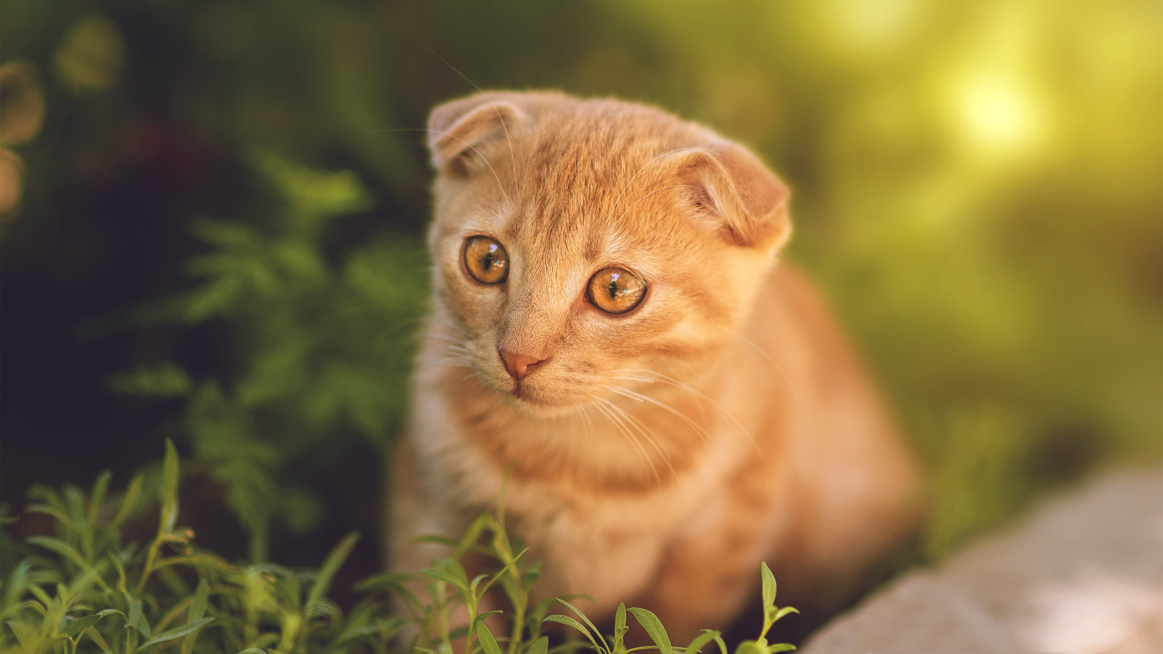 开云真人娱乐官网-切尔西在英超联赛中排名第六,英超足球切尔西